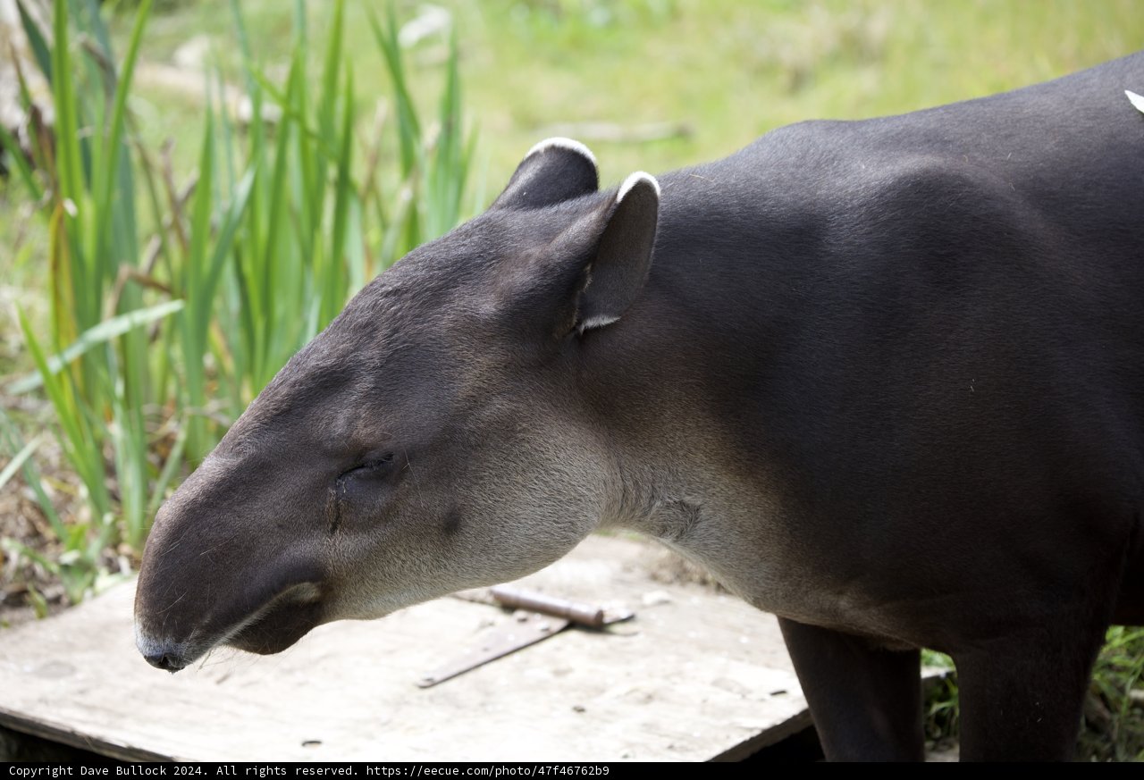 Majestic Tapir at SF Zoo