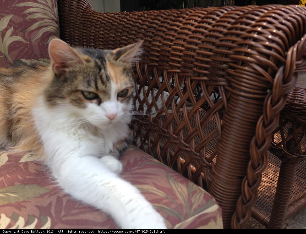 The Feline King of the Wicker Chair