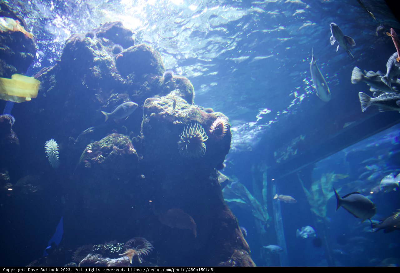 Underwater Wonderland: Aquarium Exploration in 2023