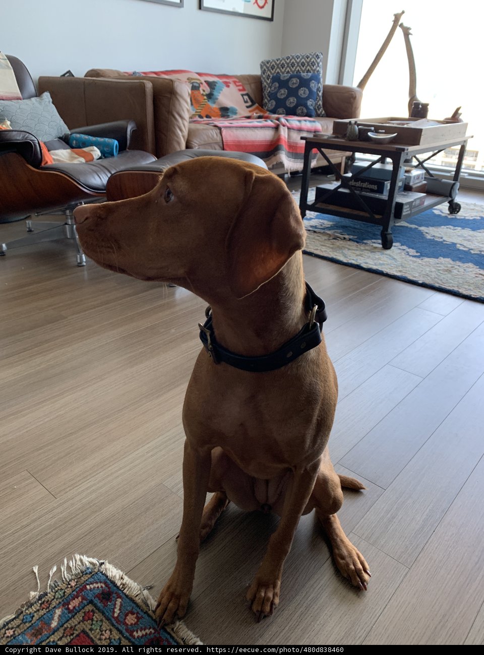 The Elegant Vizsla in the Living Room