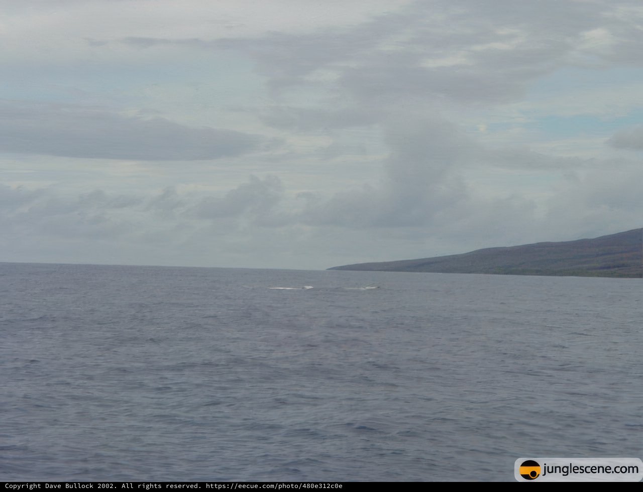 Whale in the Pacific