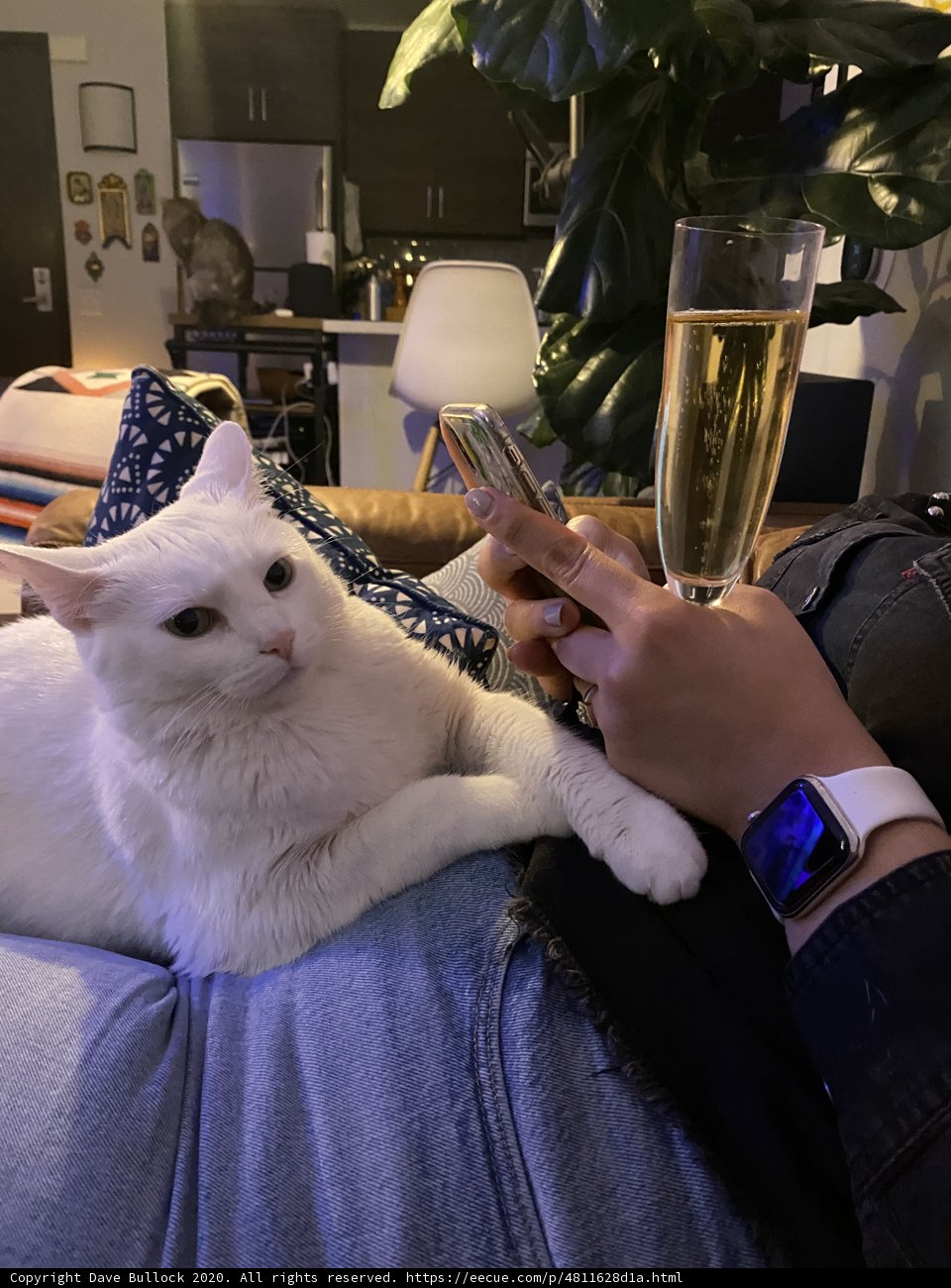 Cozy Cat Cuddles