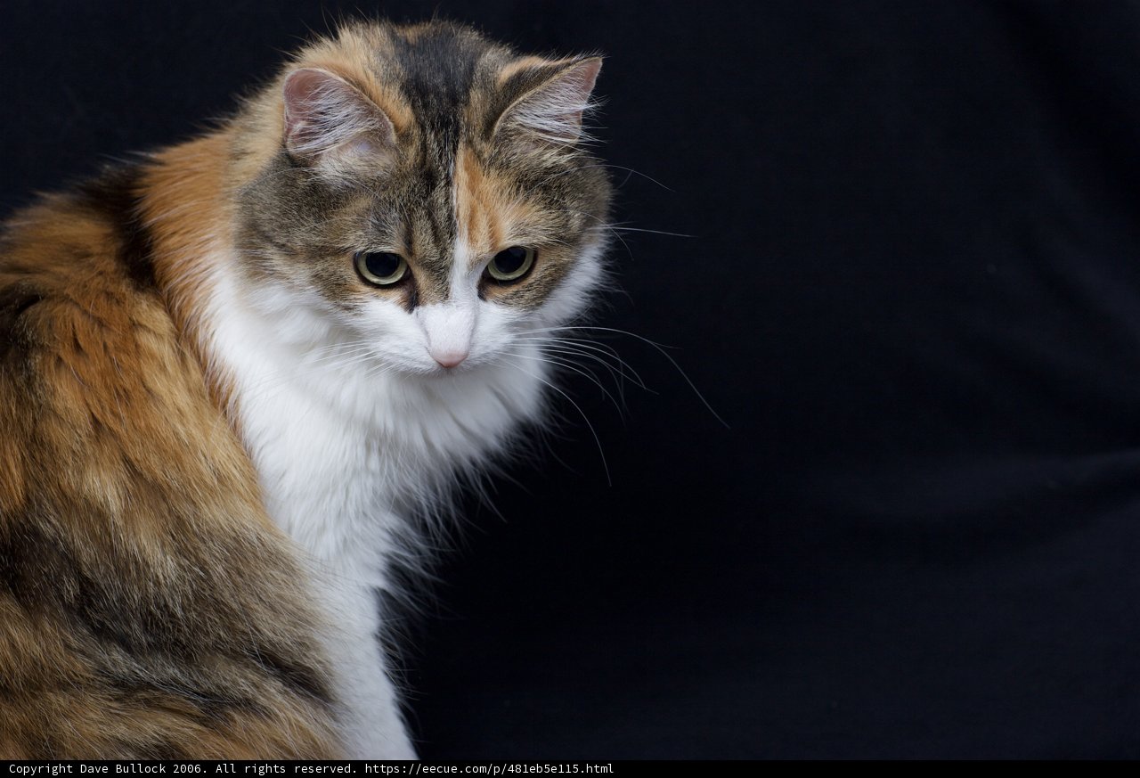 Serene Calico