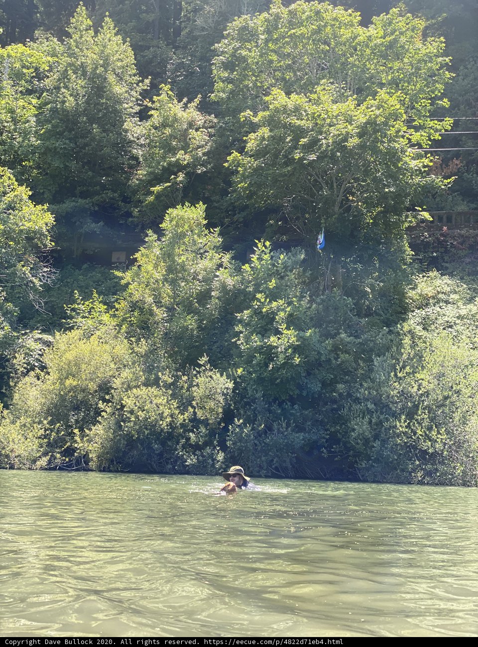 Floating amongst the forest