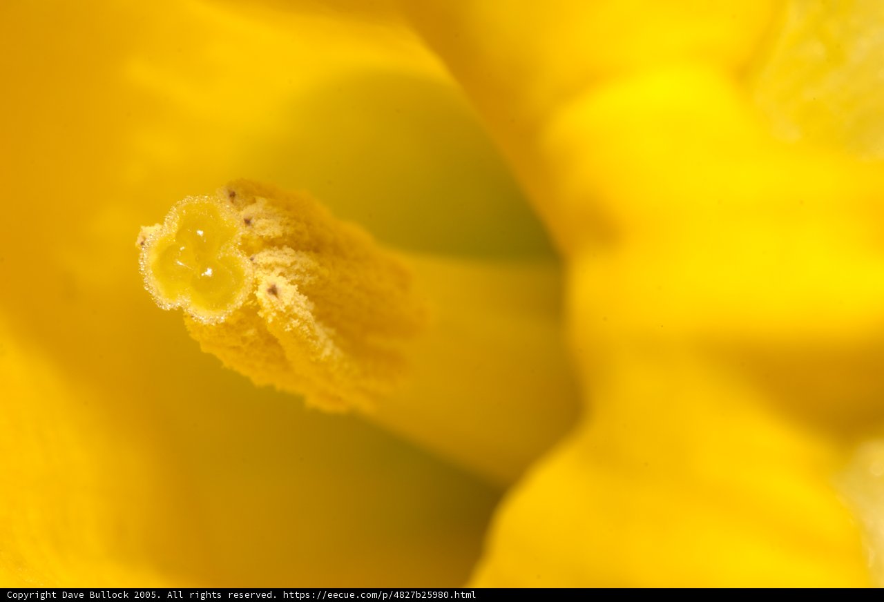 Buzzing in a Yellow Daffodil