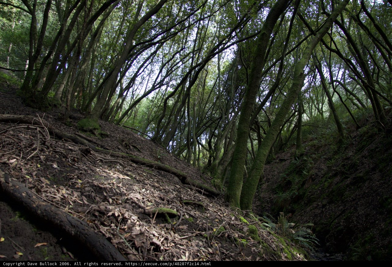 Harmony of the Forest