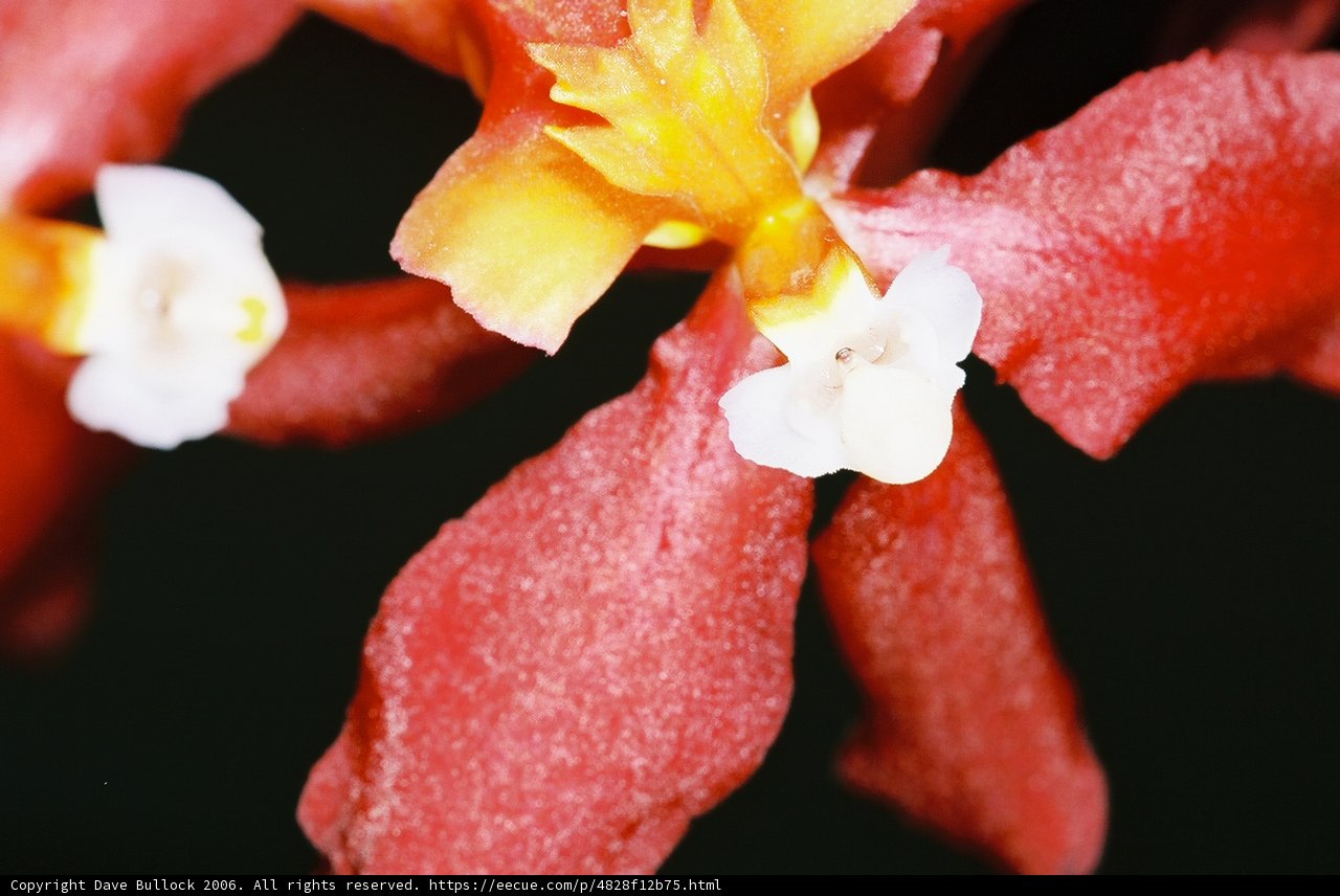 Vibrant Begonia Blossom