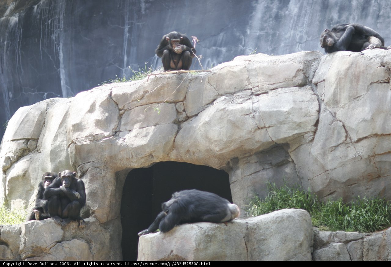 Life among the Rocks: A Group of Monkeys at the Zoo