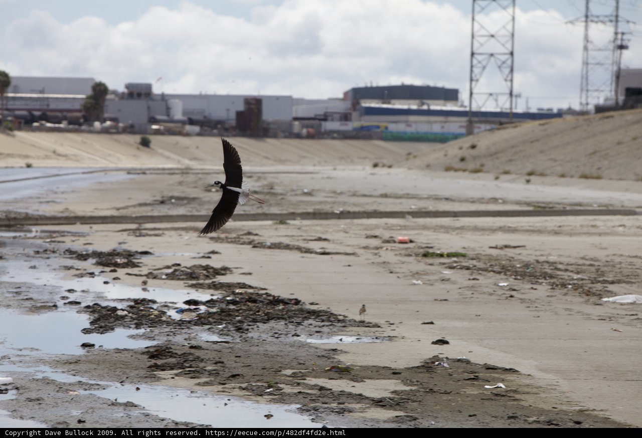 Flight of the River Eagle