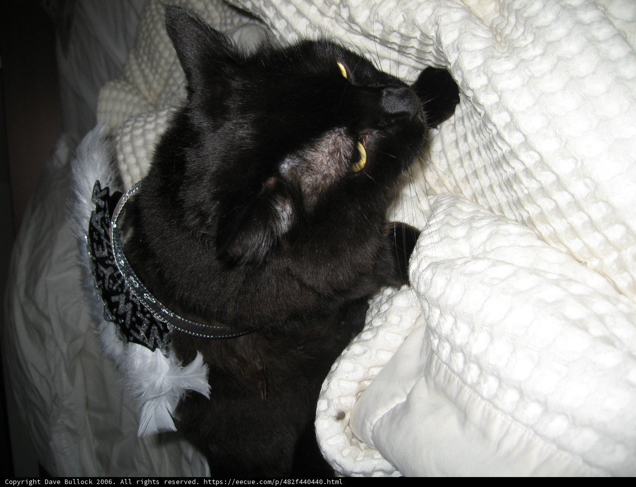 A Stylish Feline