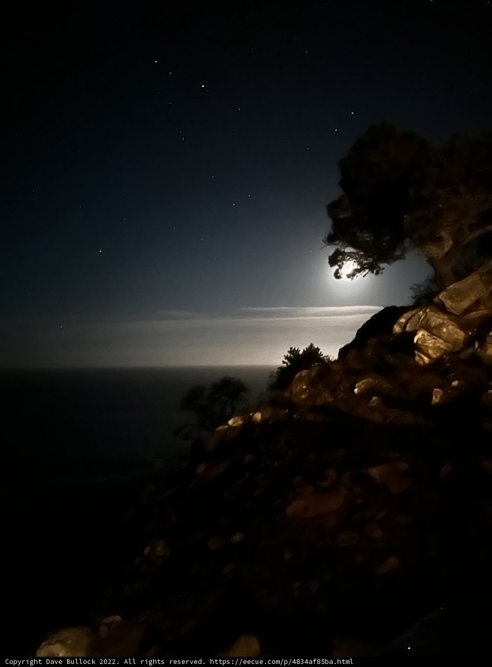 Lonely Beauty under Glittering Skies