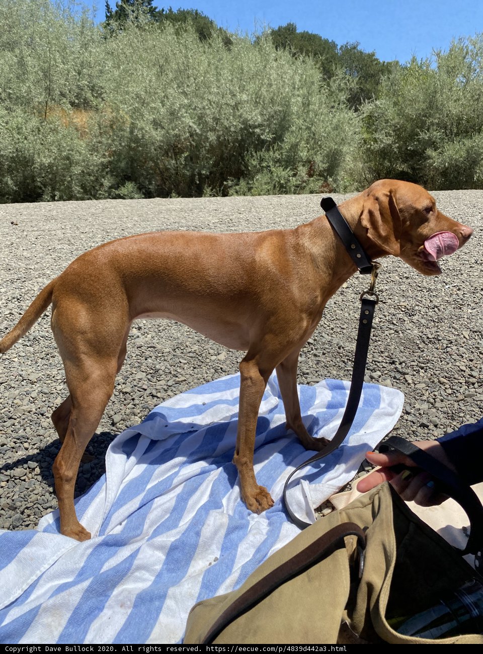 Brown Ridgeback Vizsla Dog Enjoying Summer Fun on Monte Rio Beach
