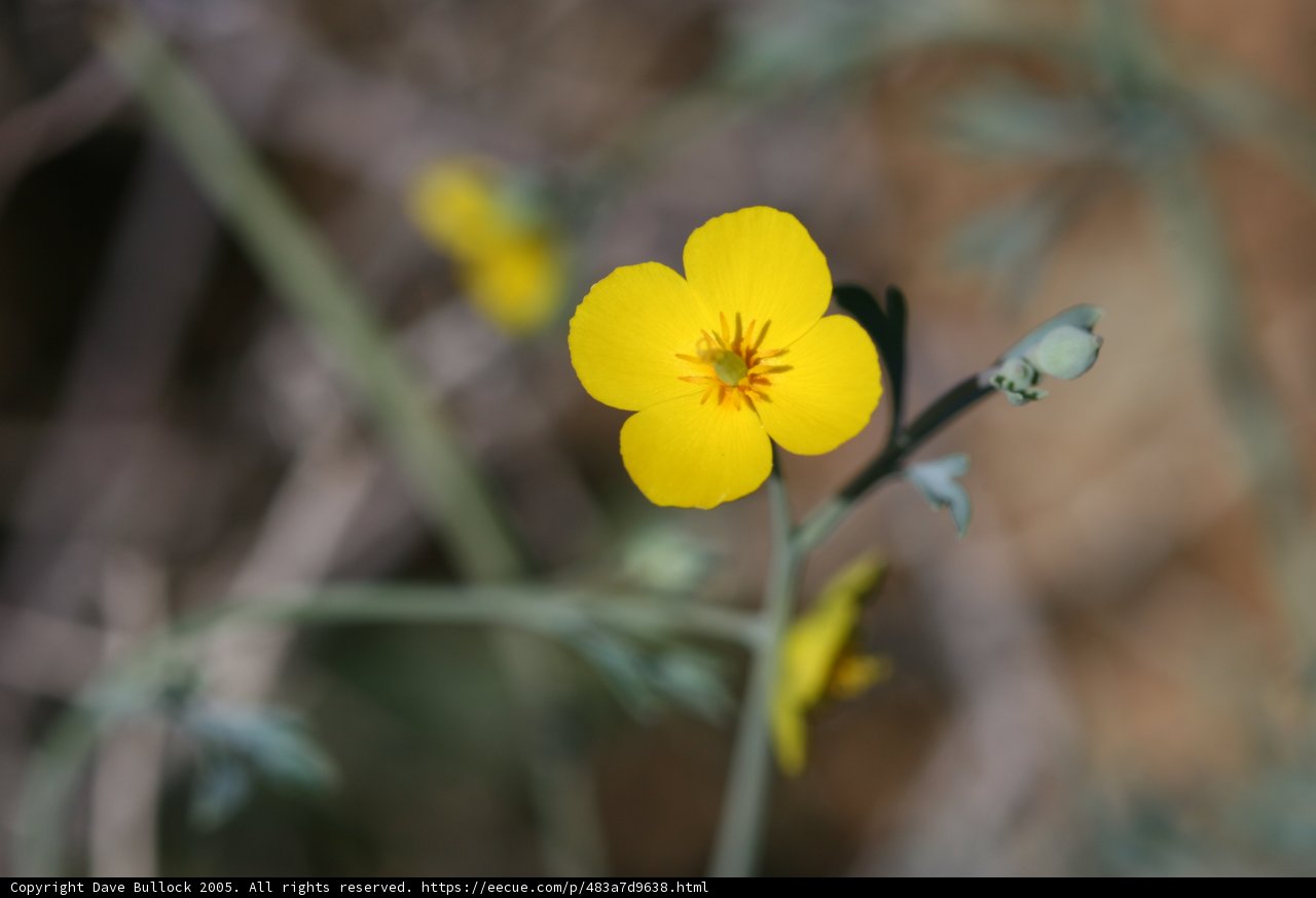 Lone Yellow Geranium