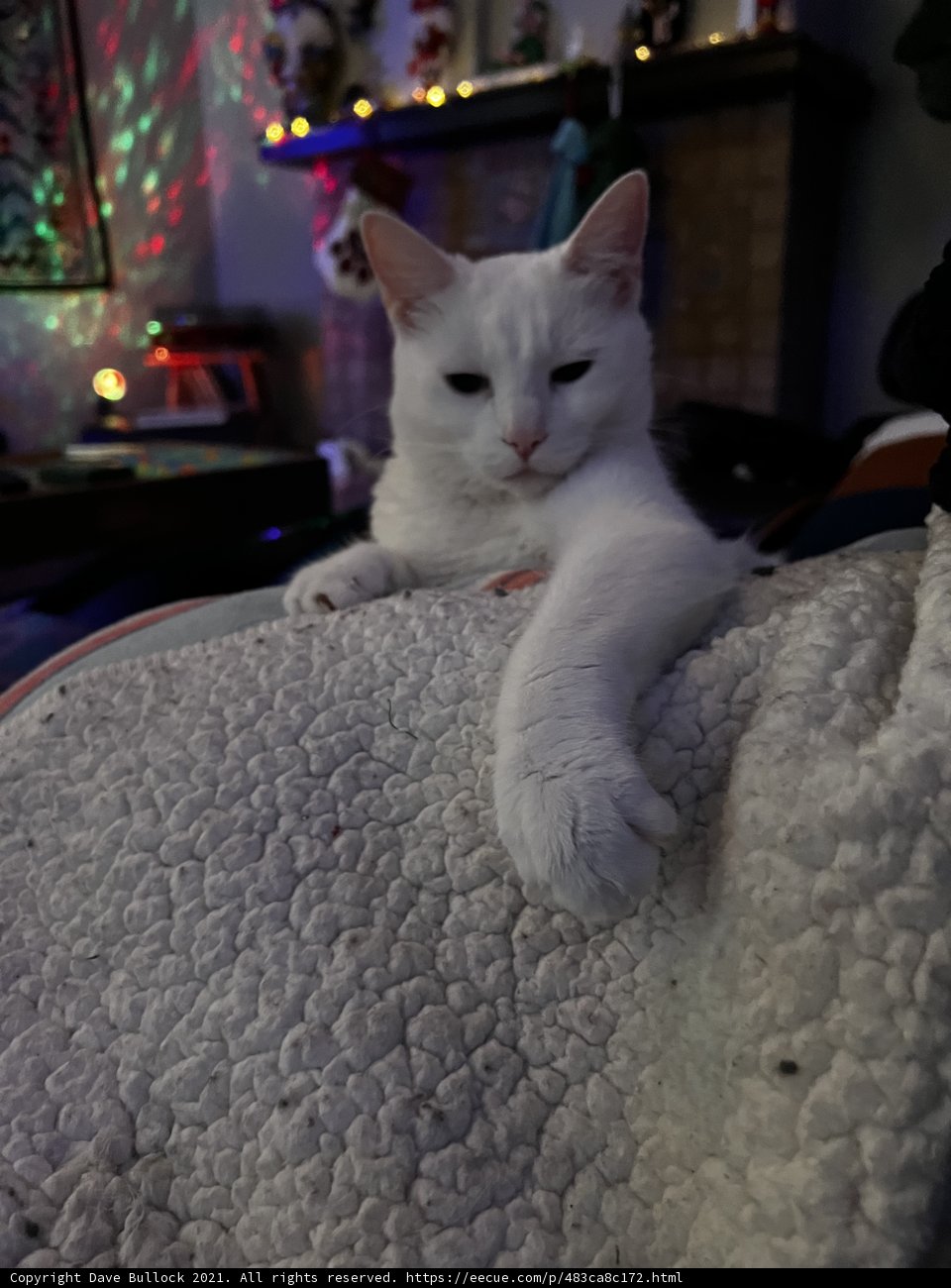 Cozy Cat Nap