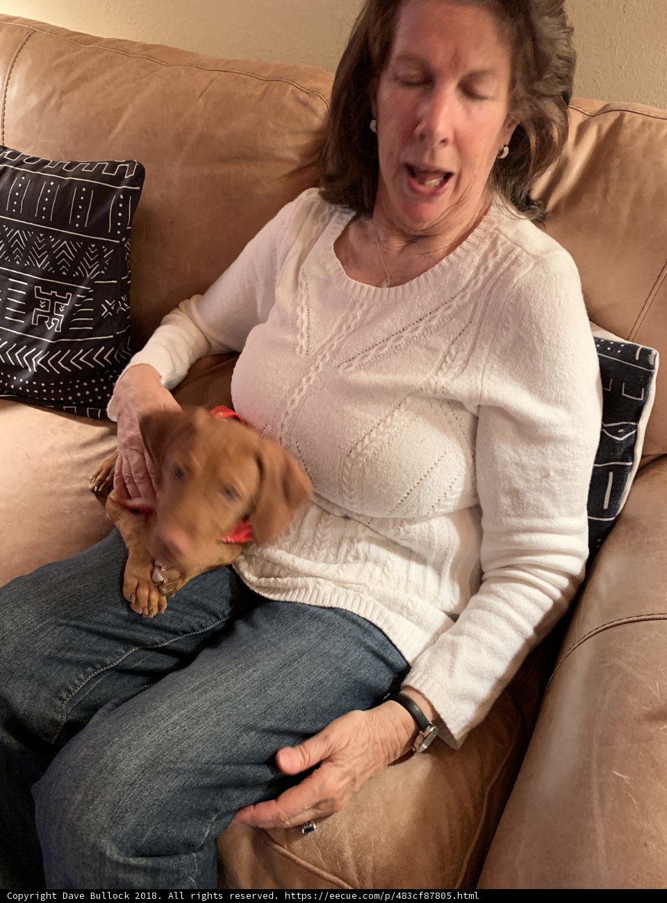 Cozy Afternoon with Furry Companion