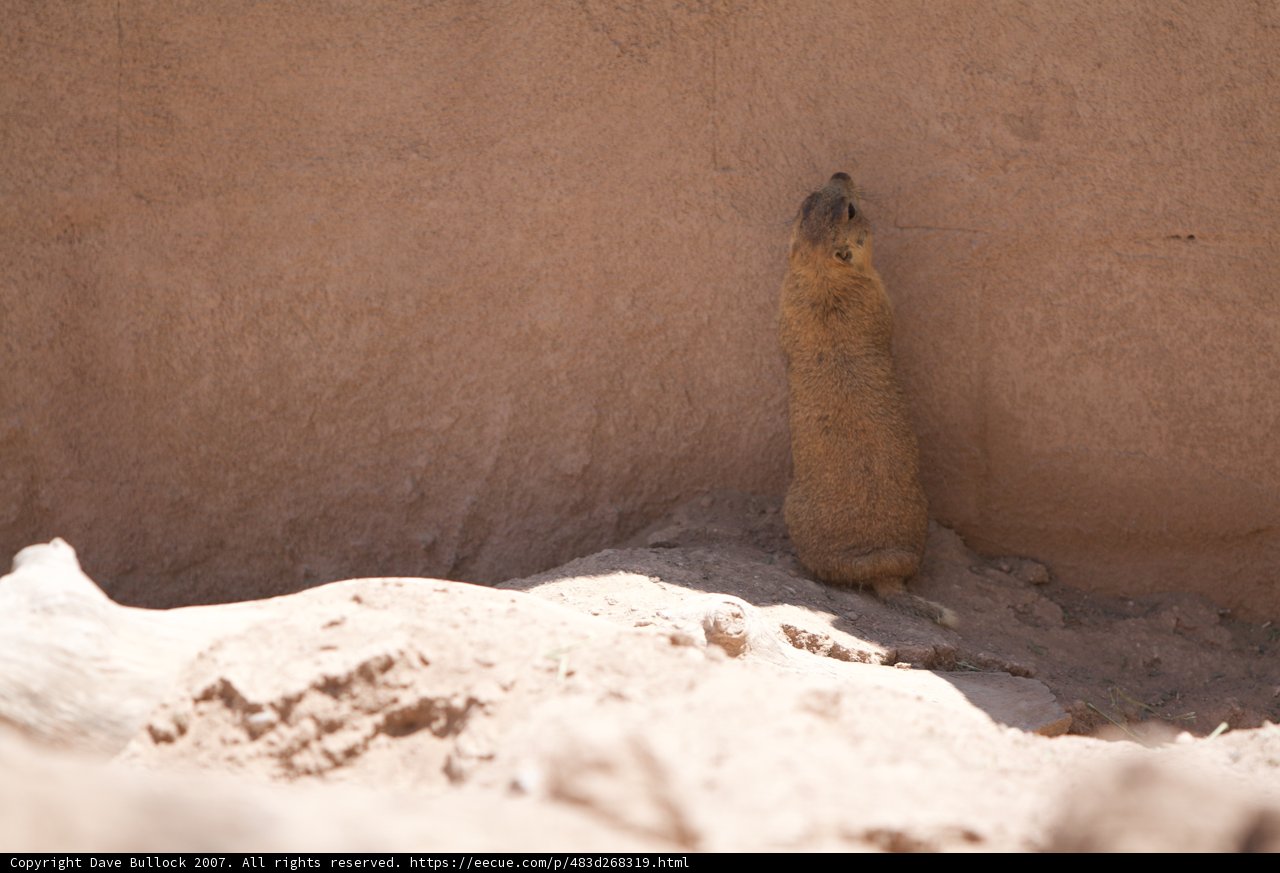 Climbing Ground Squirrel