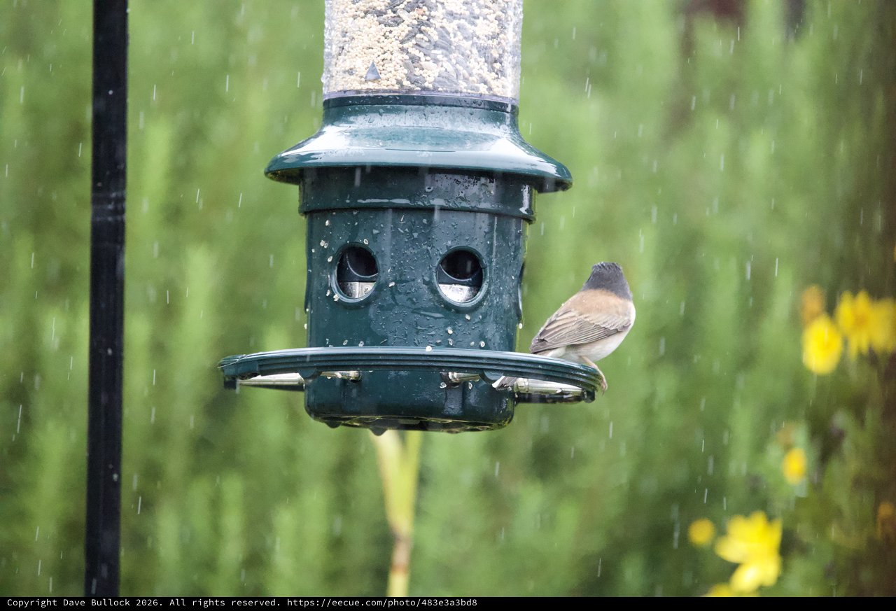 Bird Taking Shelter at Feeder During Rain