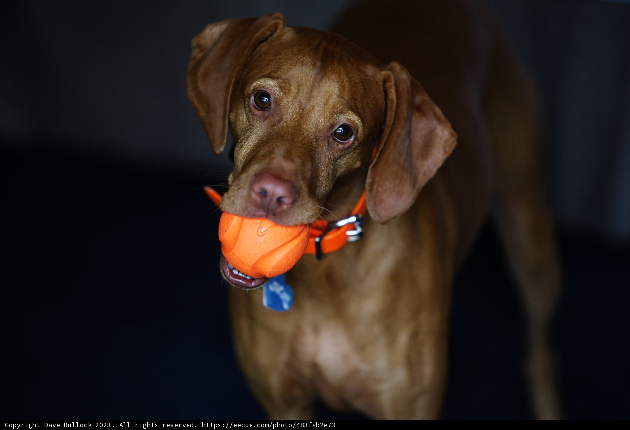 Playful Pup at Carmel Valley Ranch