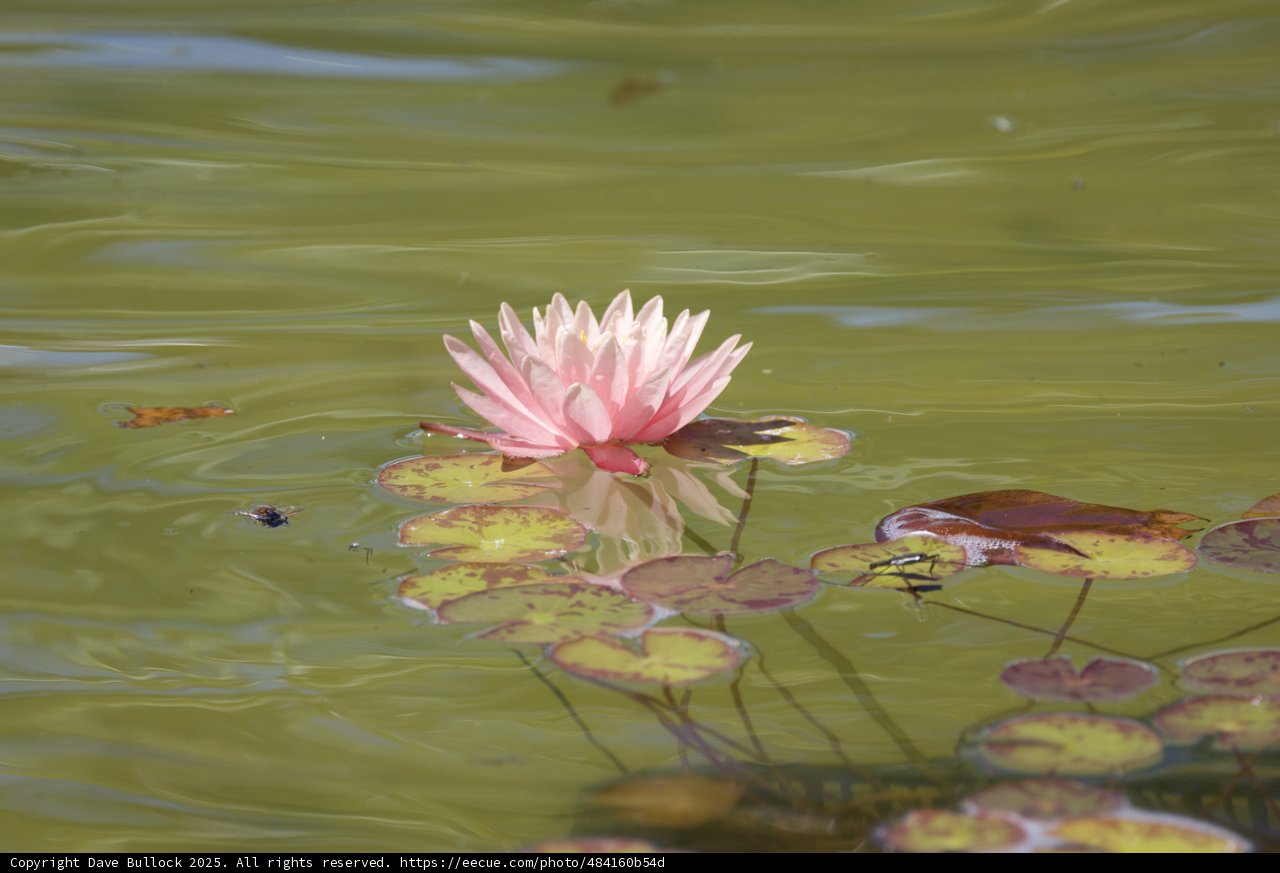 **Serenity in Bloom**