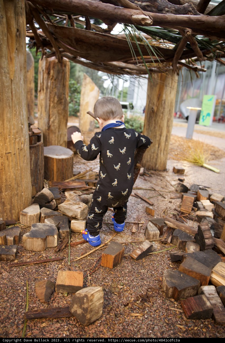 Woodland Adventures: A Day in the Life of Wesley