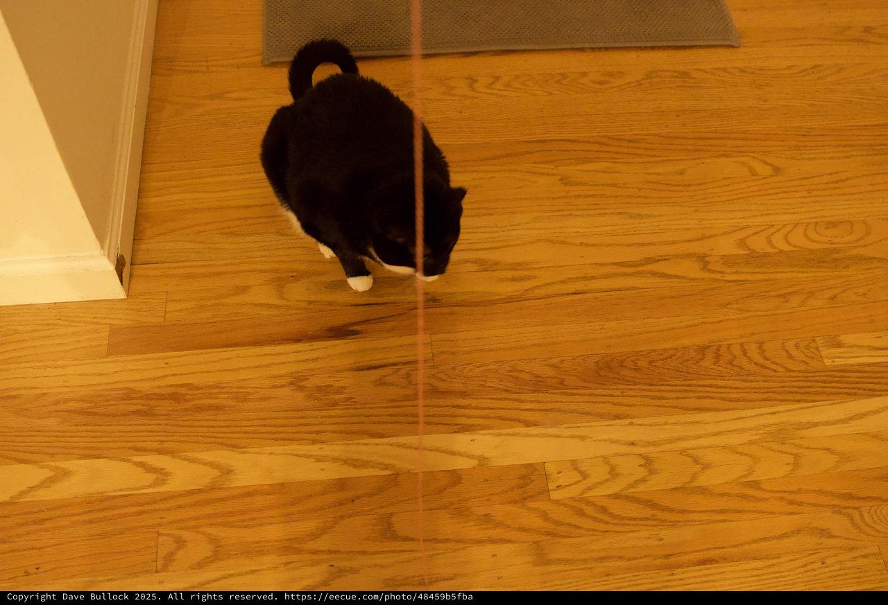 Black Cat with Curled Tail on Hardwood Floor