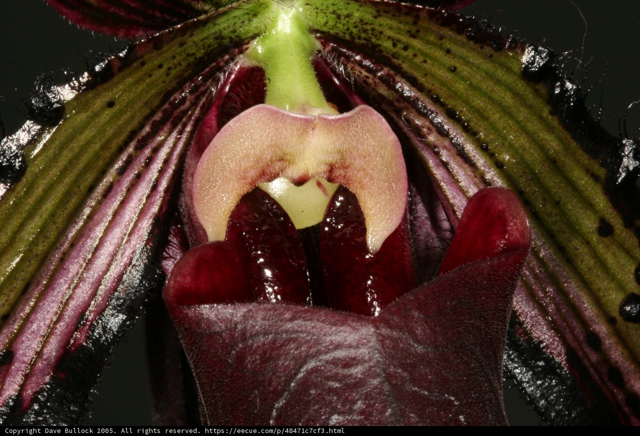 The Orchid's Open Mouth