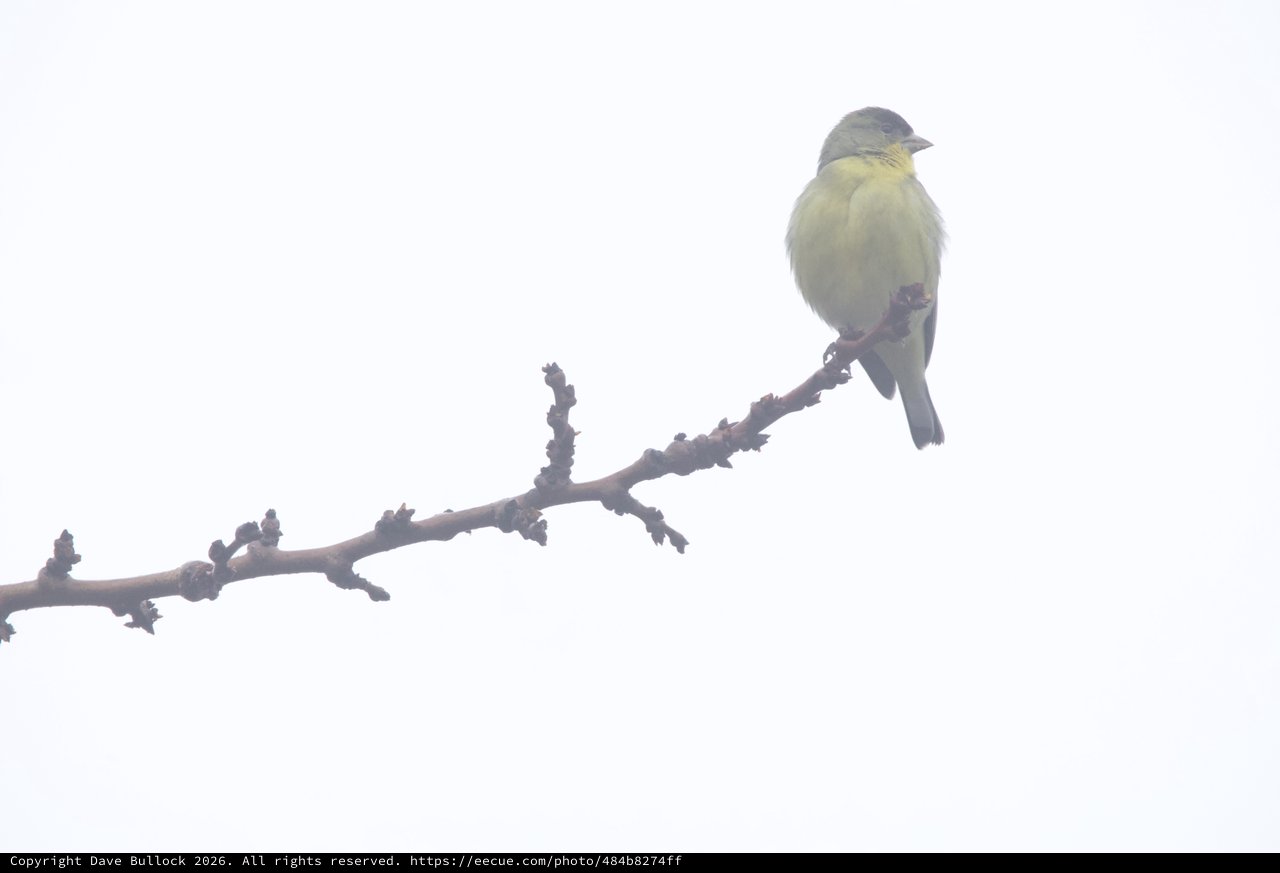 Yellow and Gray Bird Perched on Winter Branch