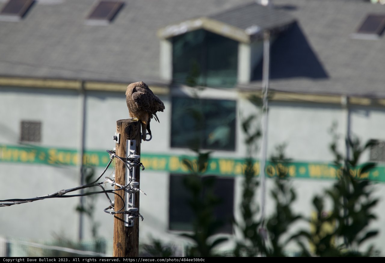 Feathered Visitor on High Voltage Solitude