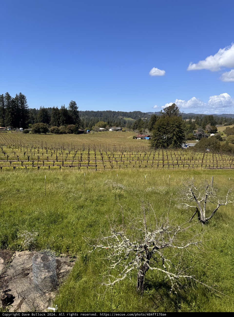 Rustic Vineyard in Sebastopol