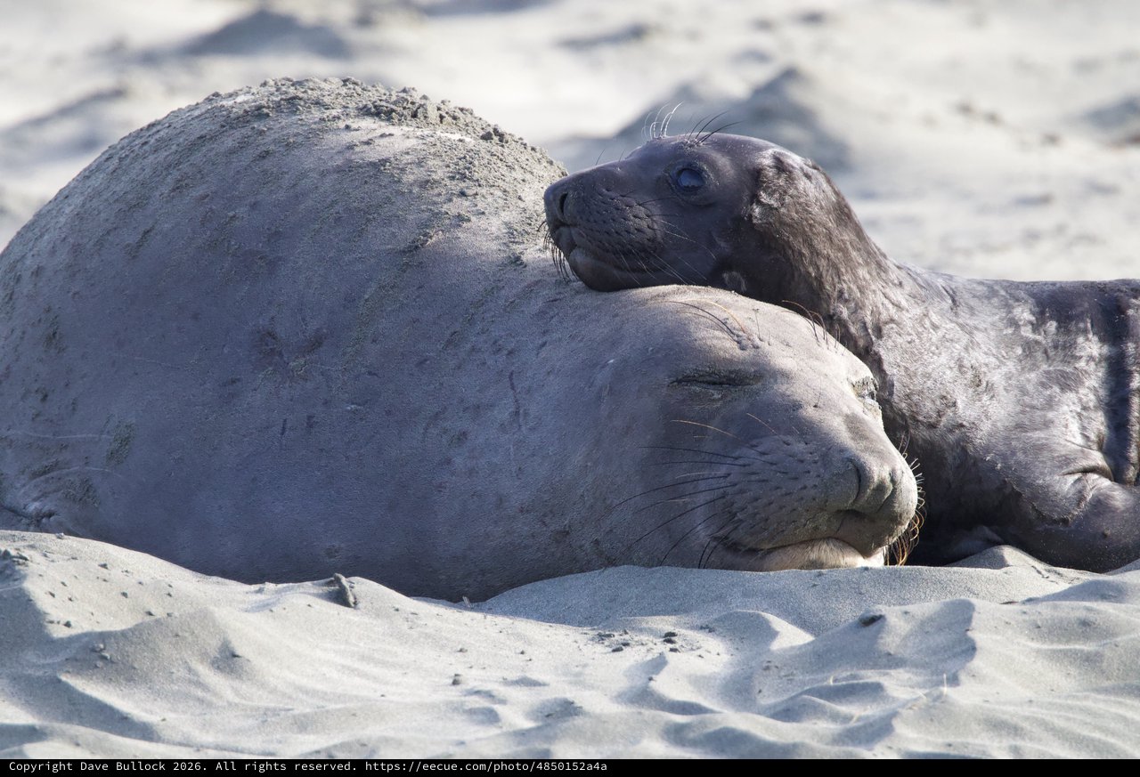 Elephant Seal Pup Resting on Sandy Beach