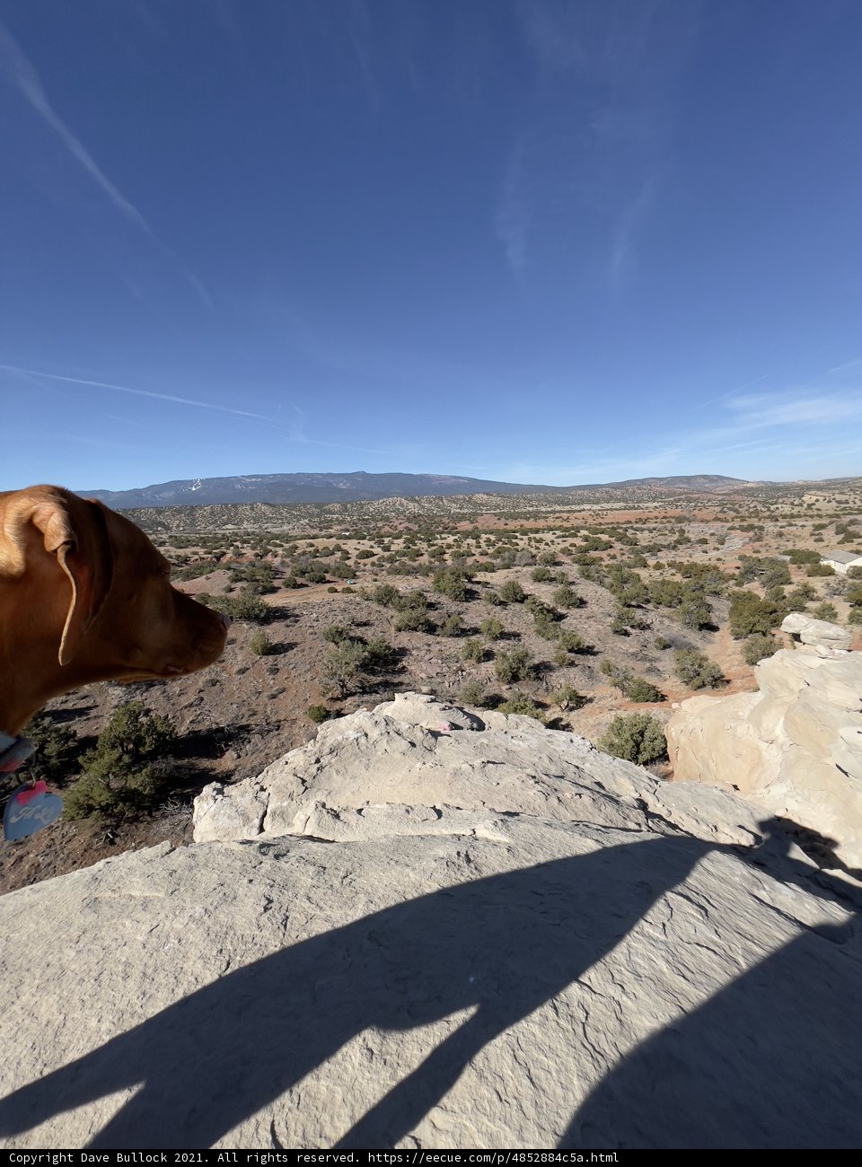 Desert Hound