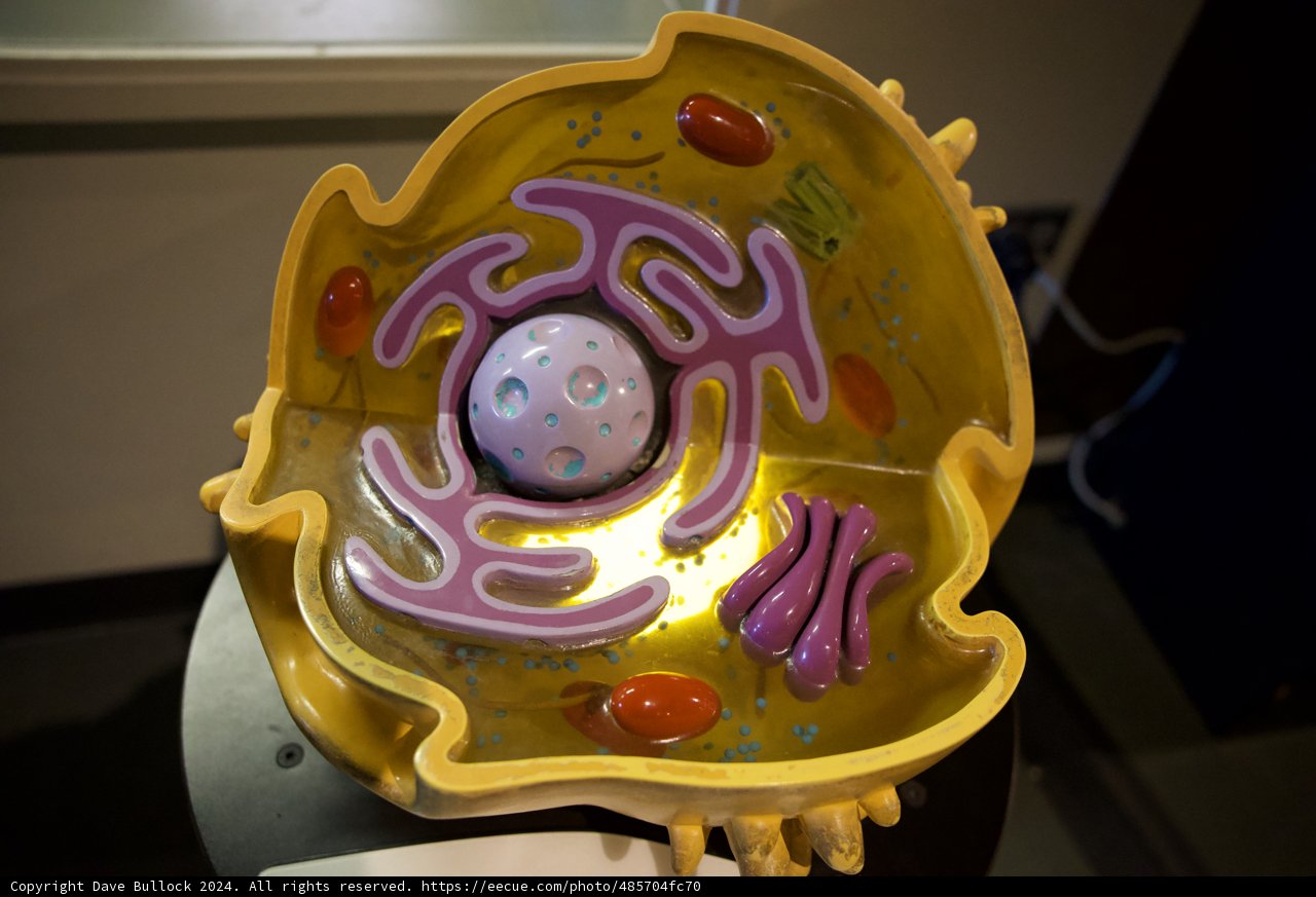 Exploring Cellular Worlds at Exploratorium