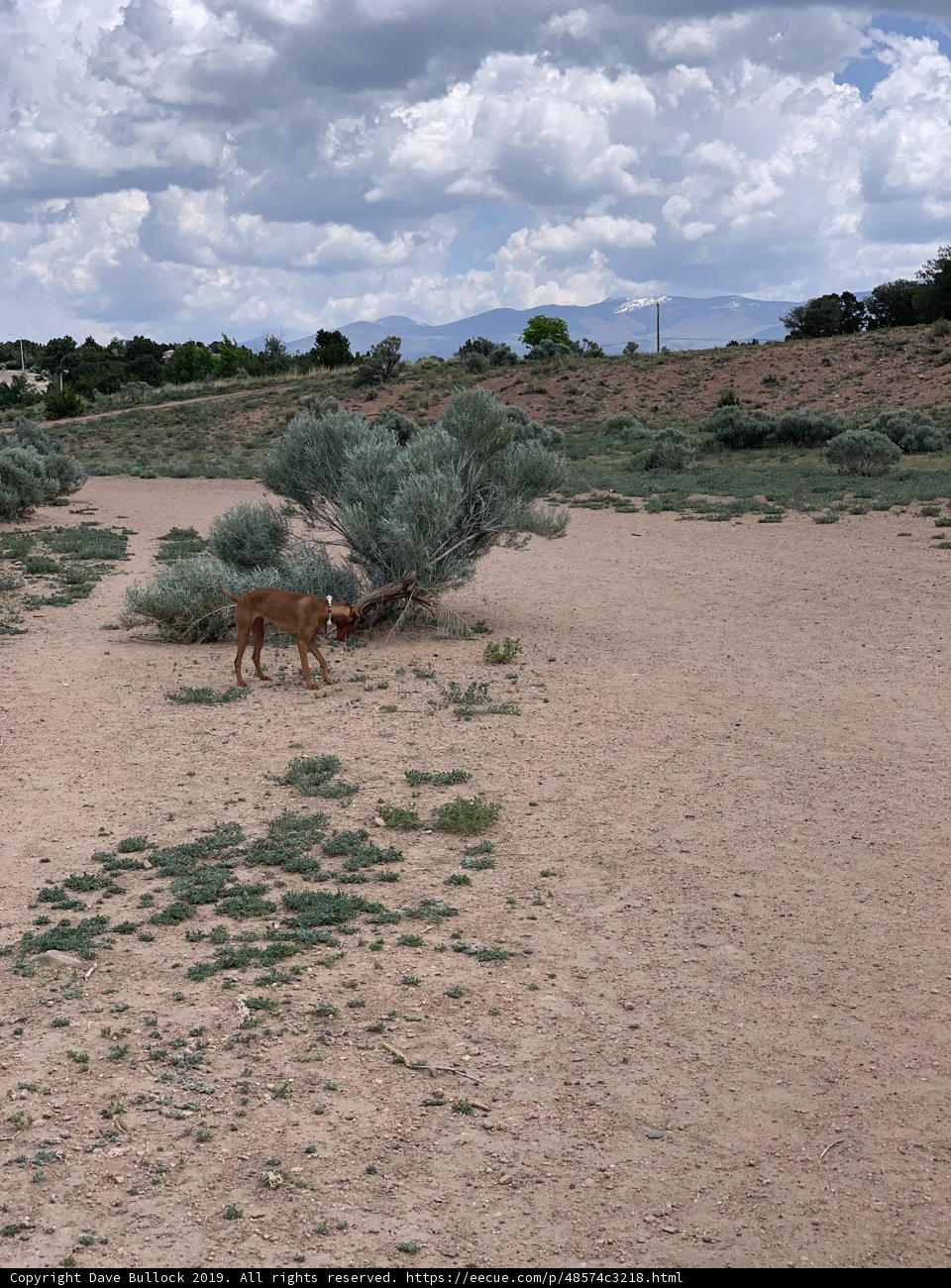Lone Impala in the Santa Fe Wilderness