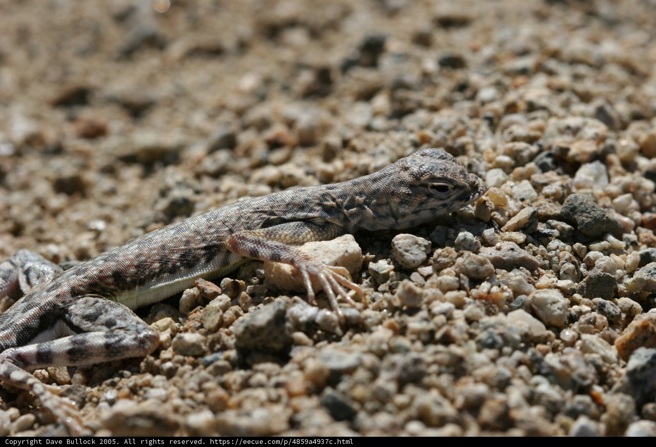 Lizard in the Sand