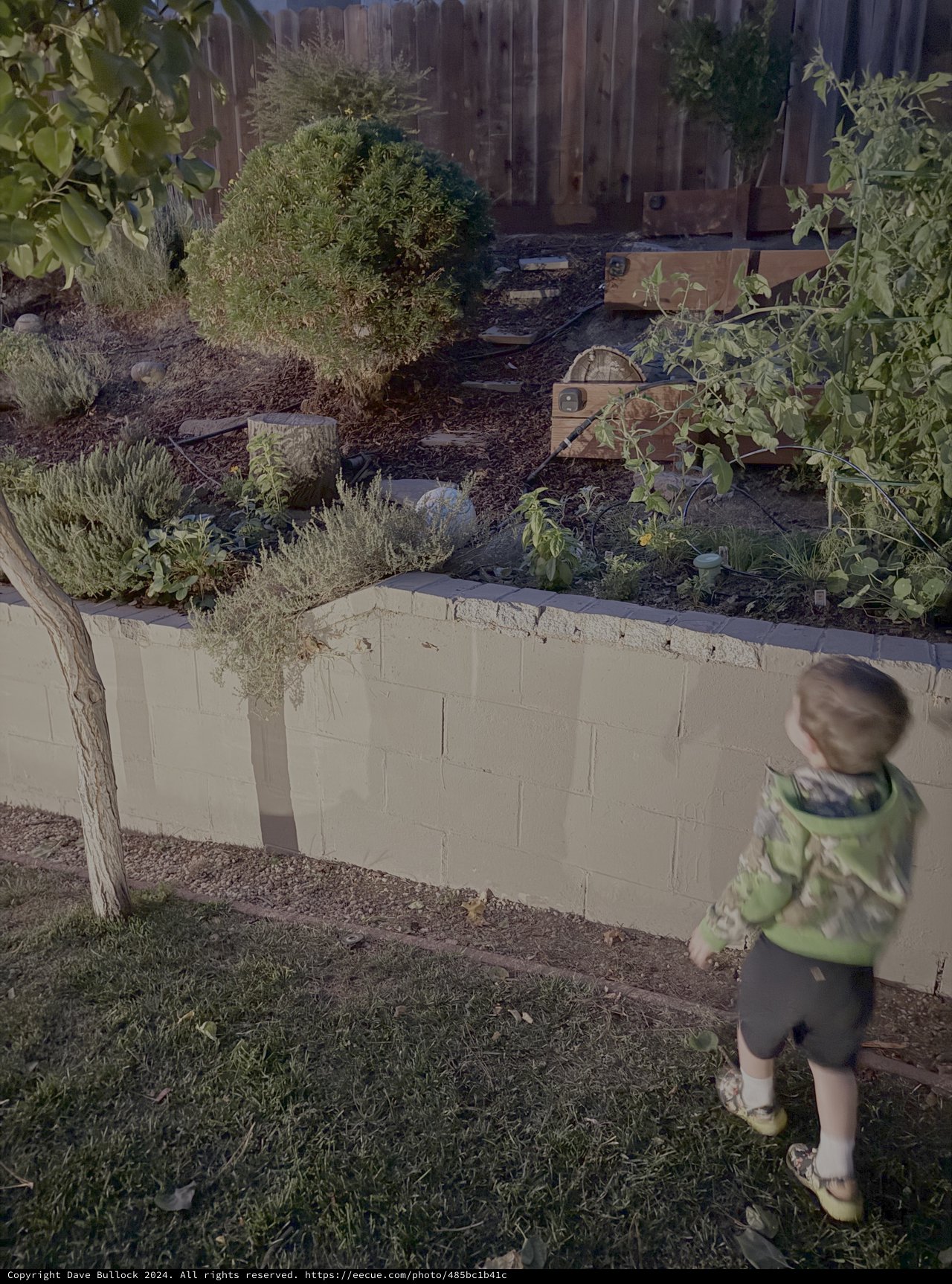 Child Explores Backyard Garden with Retaining Wall