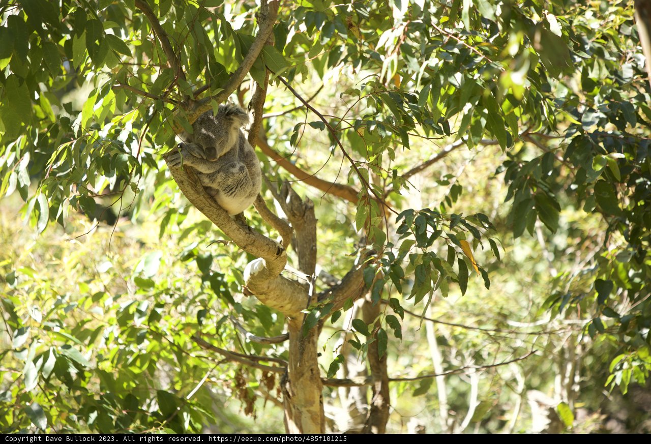 Koala Haven, San Francisco Zoo Adventure 2023