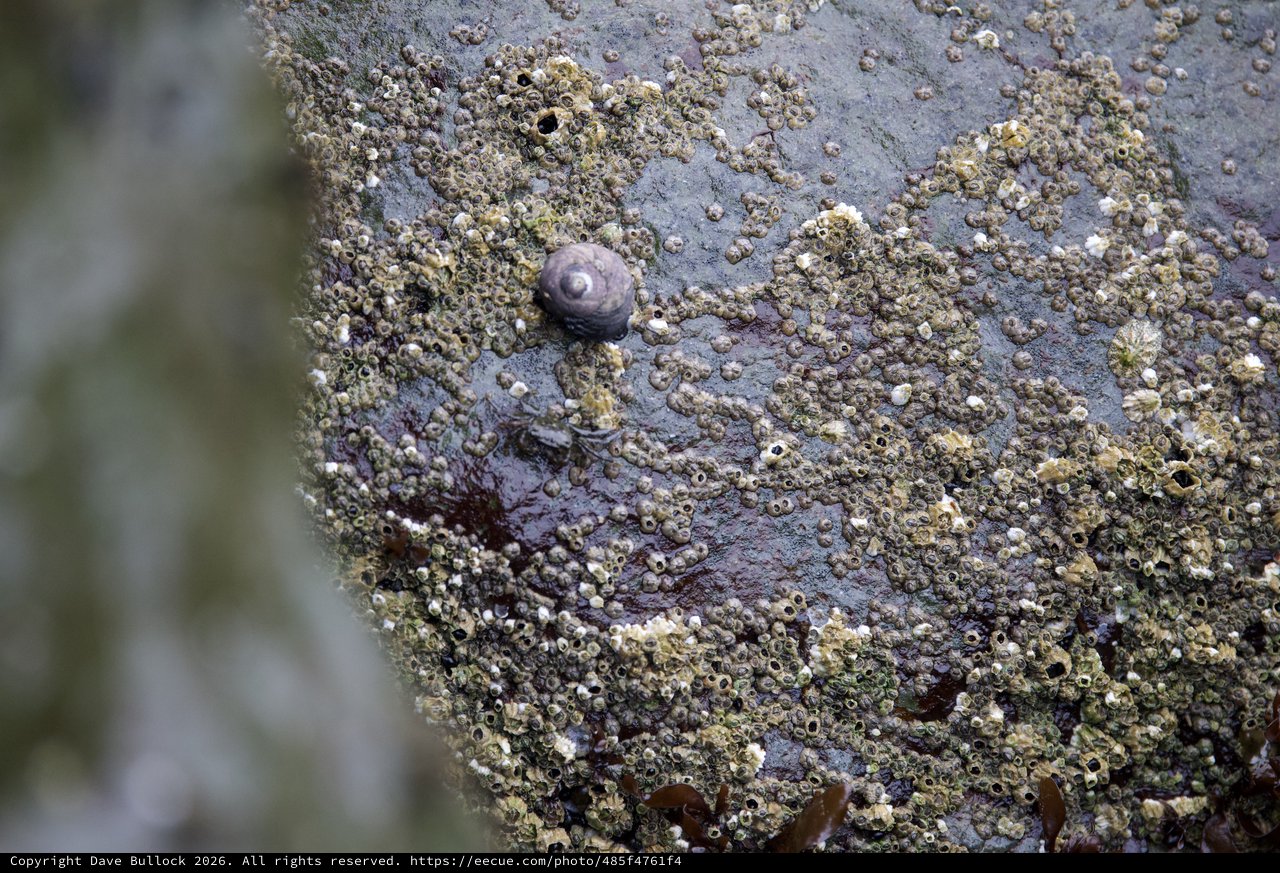 Lone Snail Among Barnacle-Covered Intertidal Rock