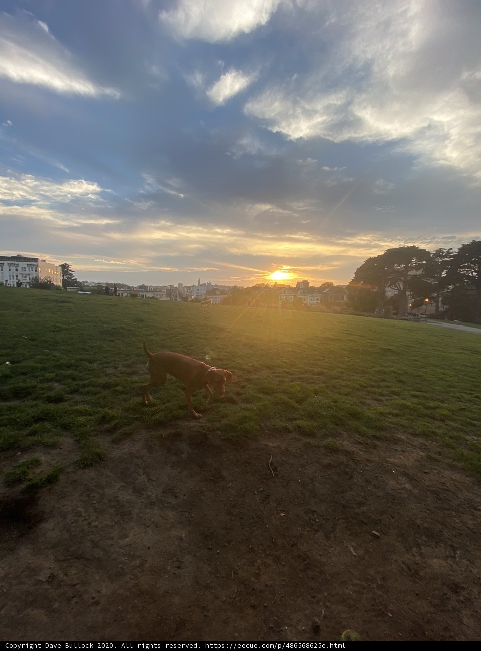Sunset Run with Man's Best Friend