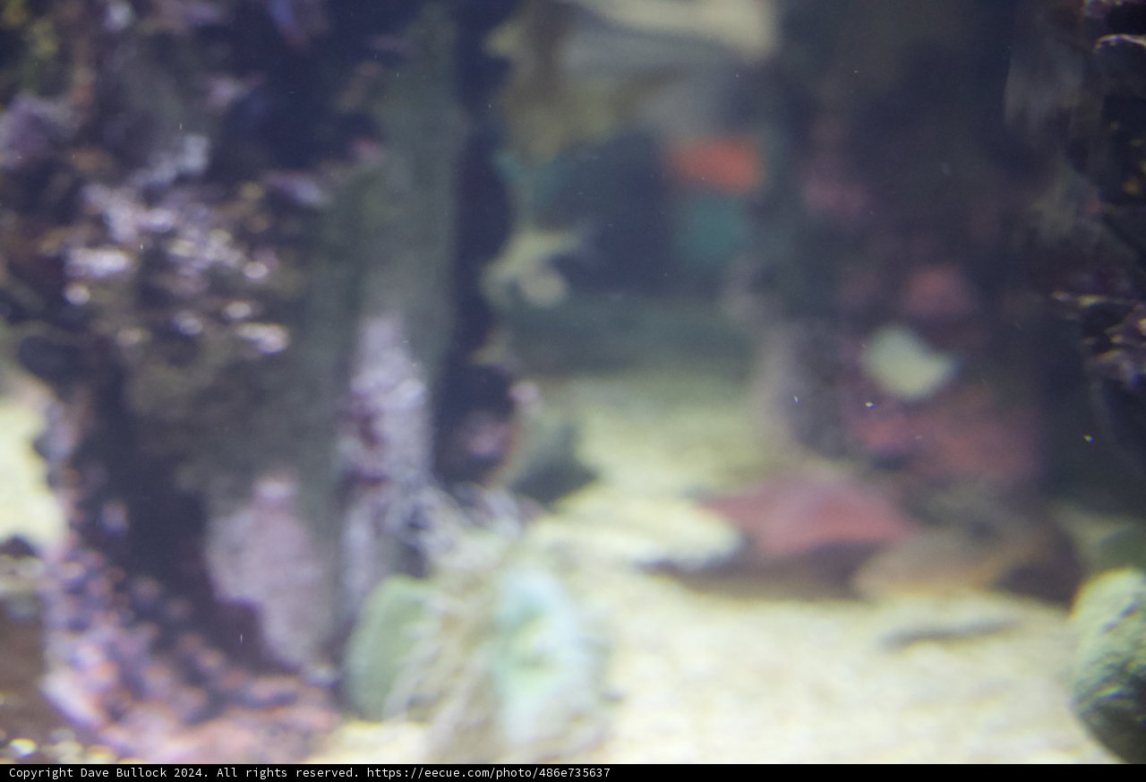 Underwater Discovery: Close Encounter with Aquatic Life