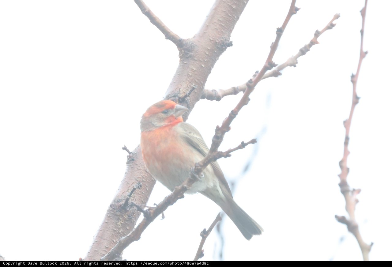 Male House Finch Perched on Winter Branch