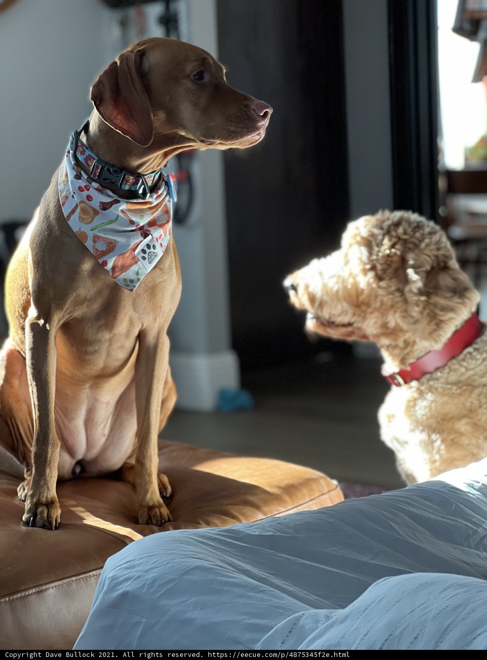 Cozy Canine Companion