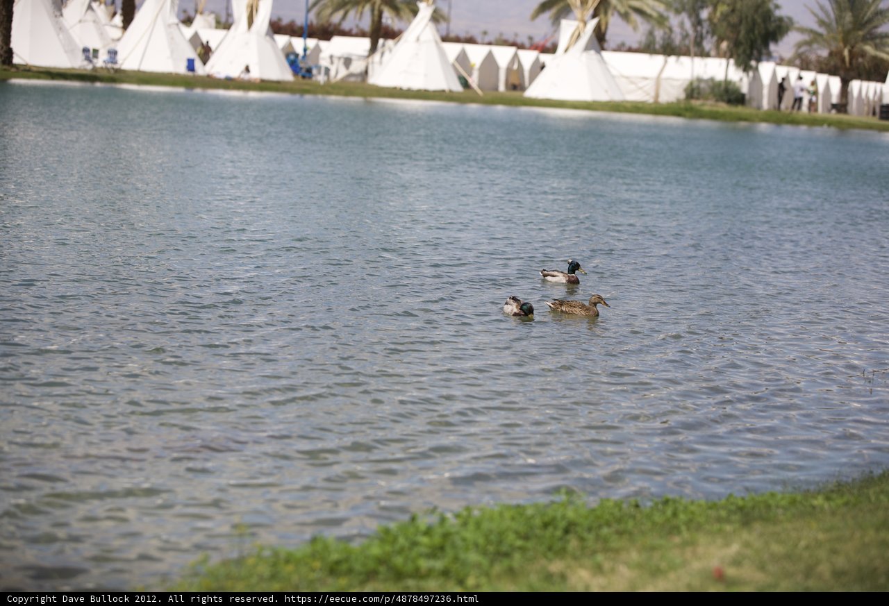 Ducklings Paddle in the Palm Tree Paradise