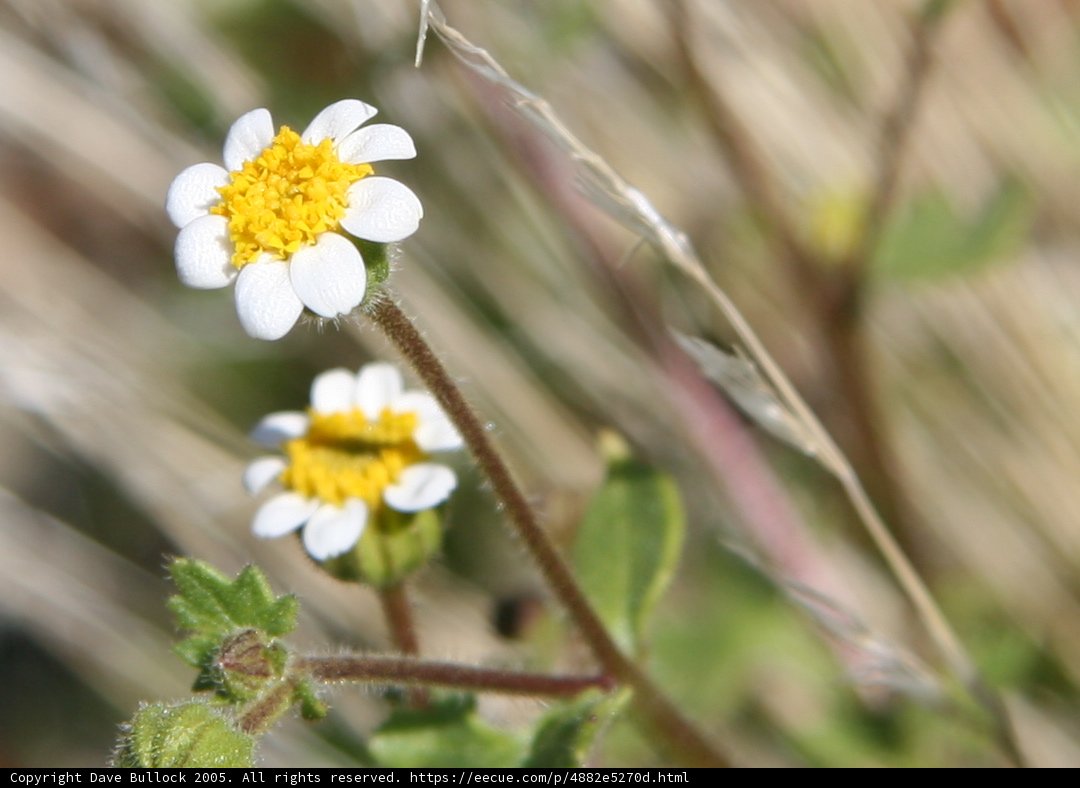Precious Daisy in the Meadow