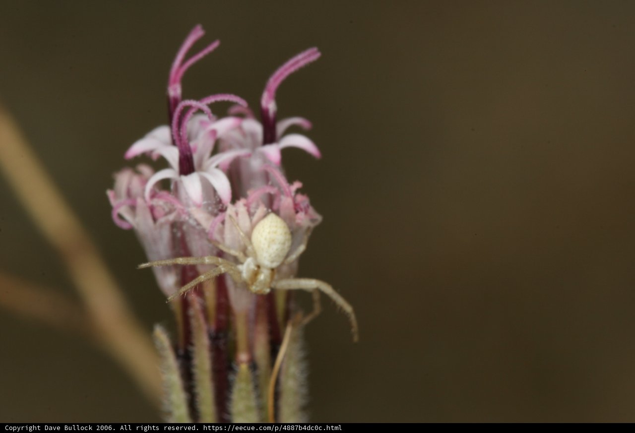 Garden Spider on Daisy