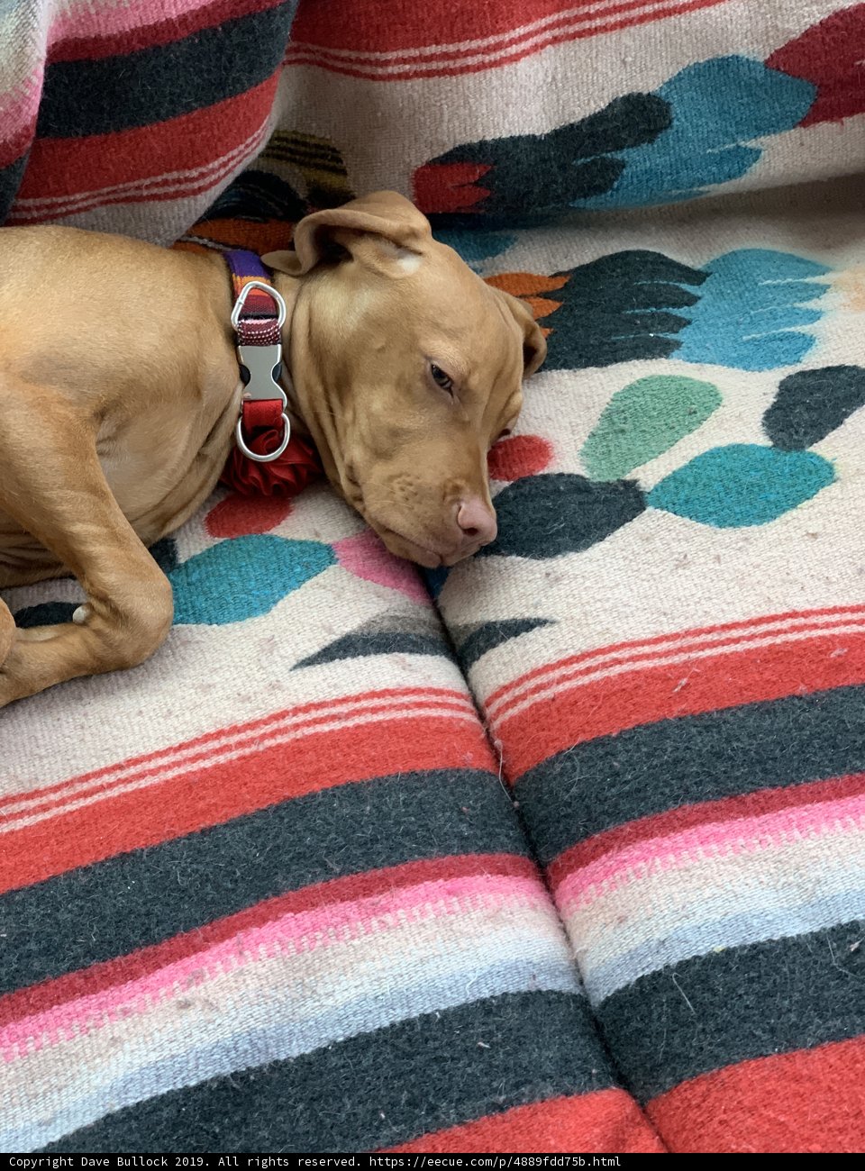 Cozy Canine Nap