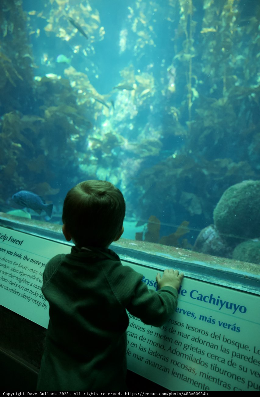 Wonder Below the Waves - Visit to Monterey Bay