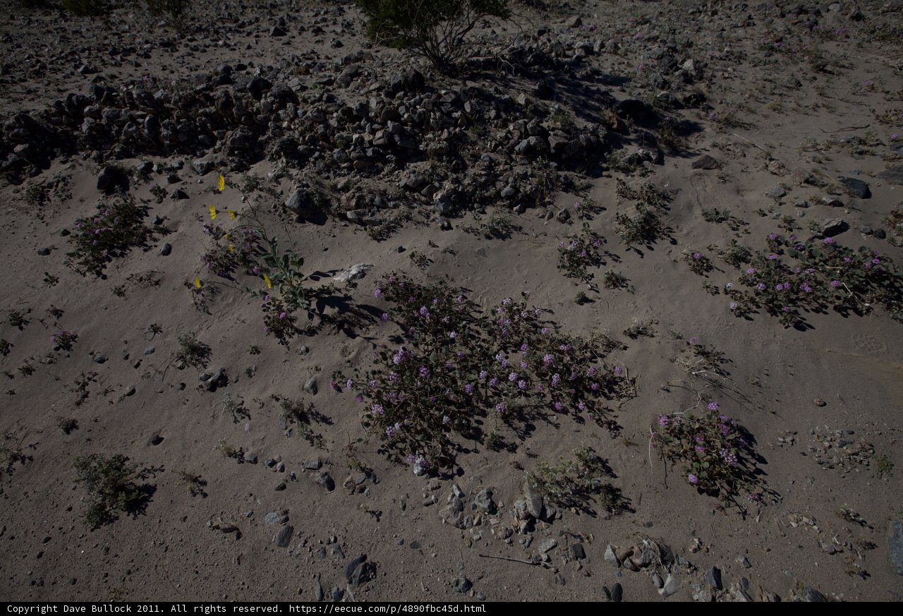 Blooming in the Barren Land
