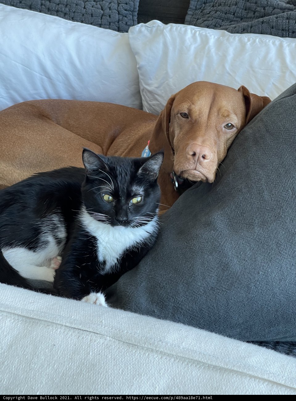 Bed Buddies