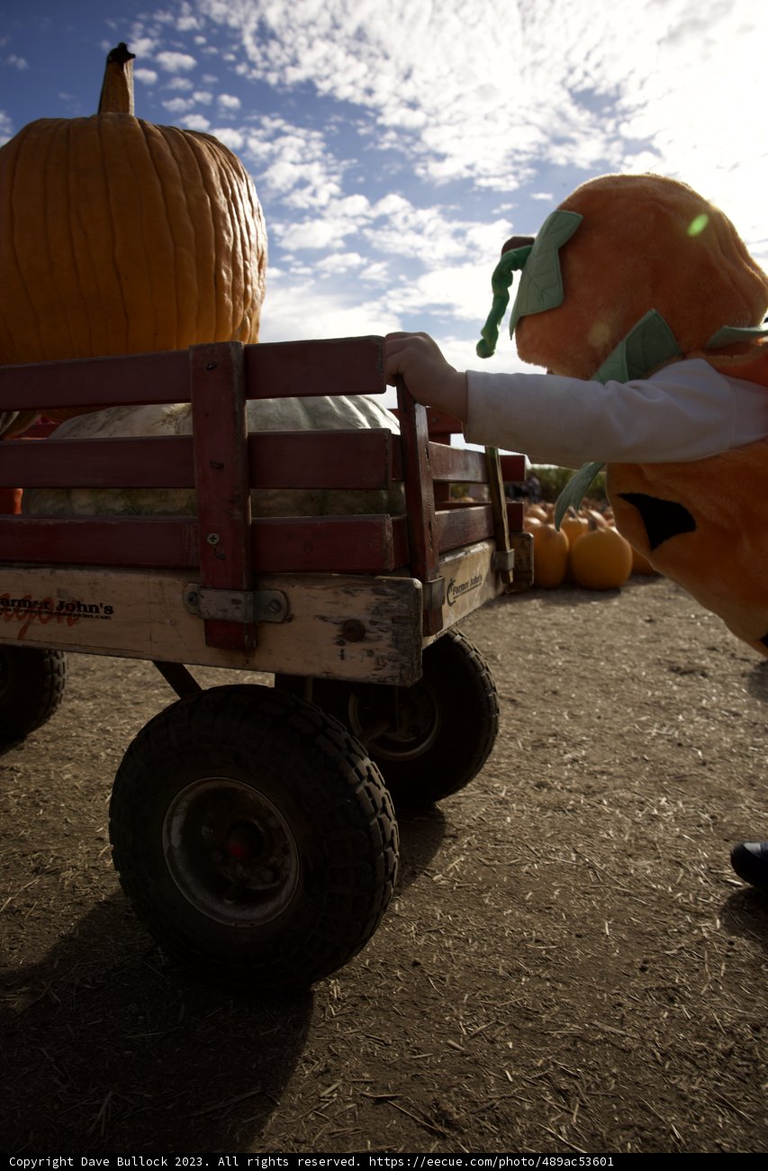 Festive Harvest at Halfmoon Bay