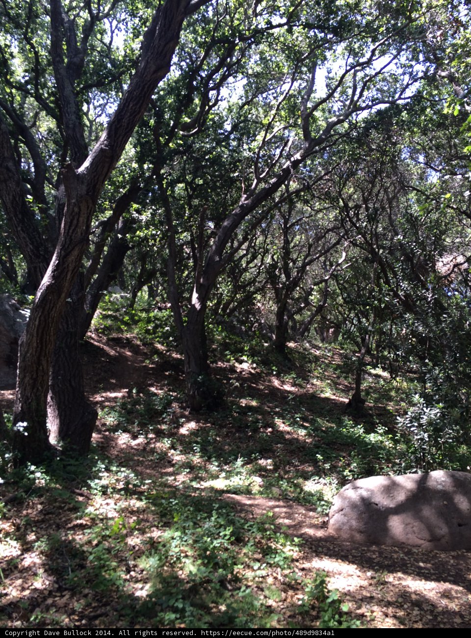 The Serene Tree-Lined Path
